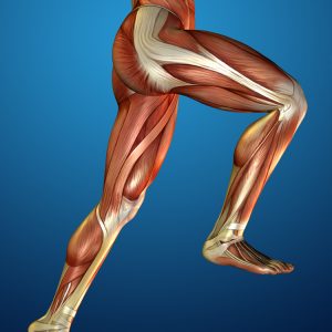 image of muscles and tendons