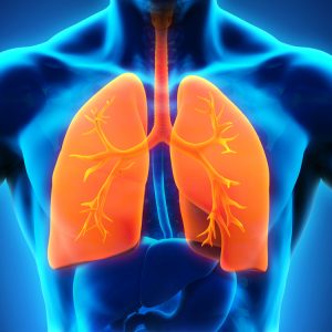 3D image or respiratory system and lungs